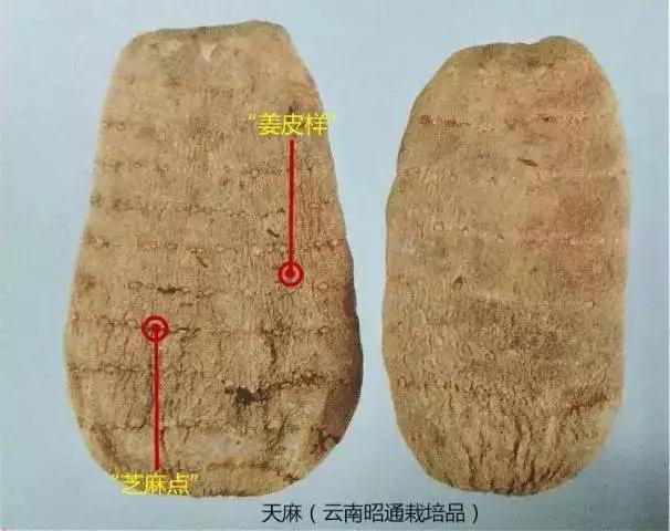 天麻的性状鉴别是什么,天麻的道地药材