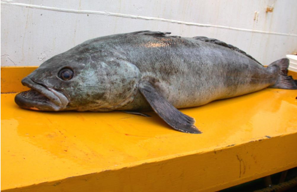 法国银鳕鱼500g南极深海,法国银鳕鱼捕捞