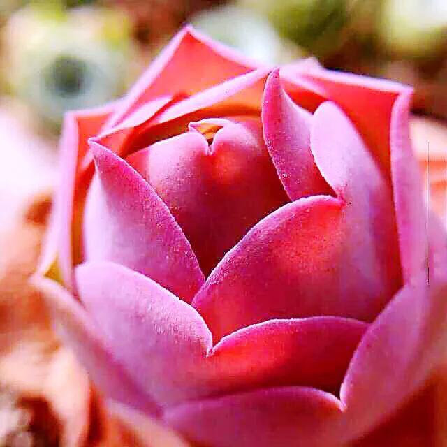 好看好养的多肉类植物,多肉类植物好看