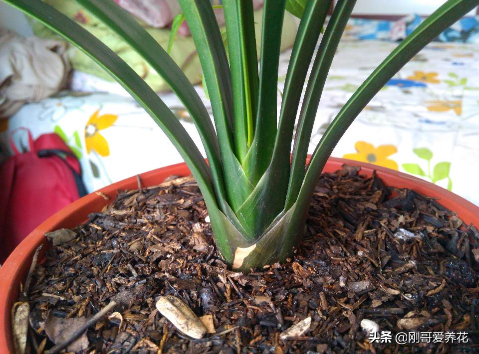 君子兰到底几天能浇一次水最好,君子兰一般多少天浇一次水