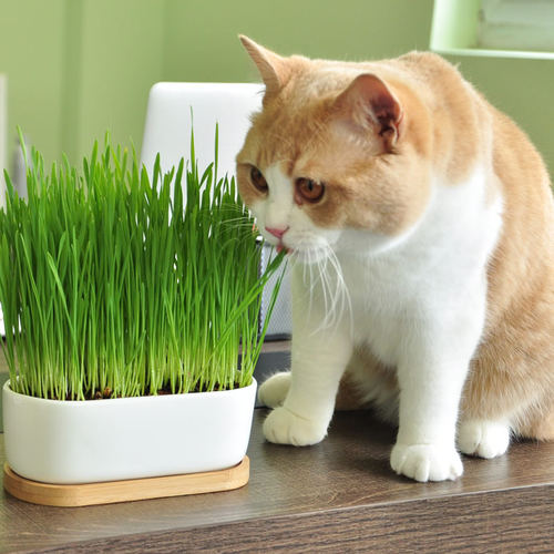 猫咪肚子里的毛球怎么去除,猫咪肚子有毛球怎么处理