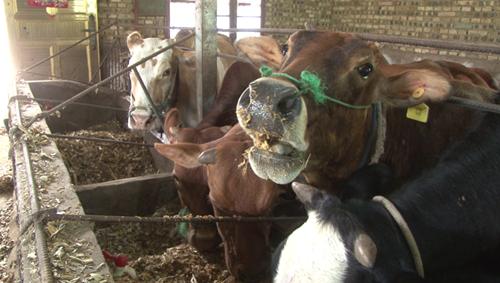 「十堰」我的脱贫故事丨周邦林：养牛过上“牛”日子