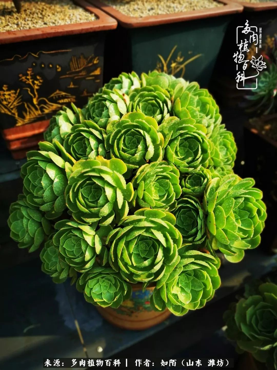 凤凰涅槃，浴火重生！多肉法师圣斗士们的秋天！（附养护经验）