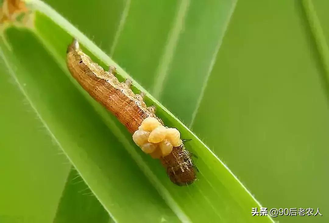 田间益虫是什么,田野益虫有哪些