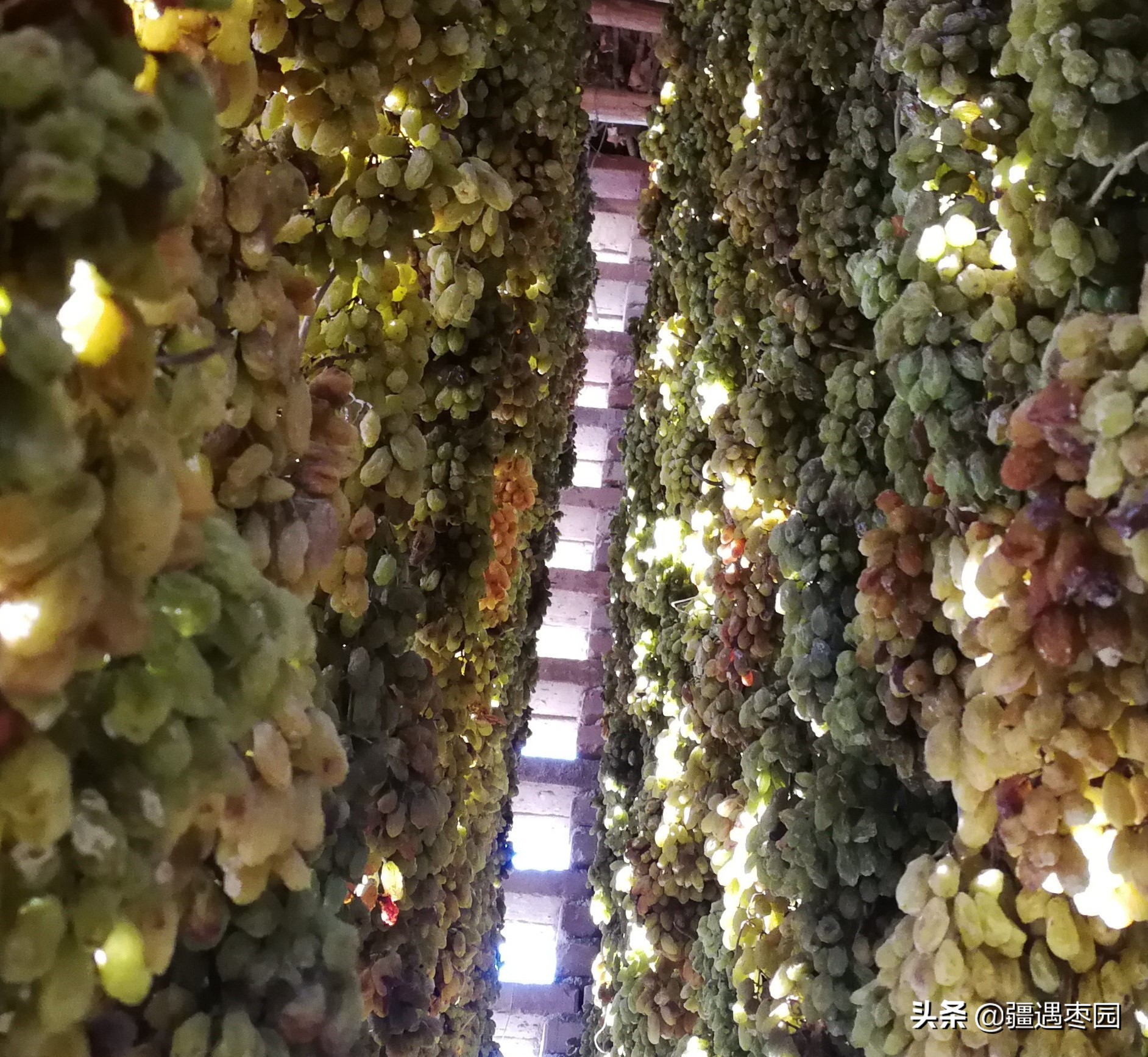 葡萄干怎么清洗才正确,葡萄干怎样清洗