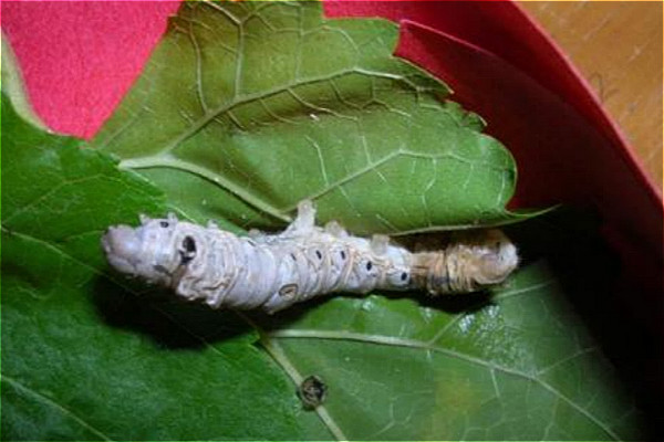 怎么把蚕养好,怎样才能把蚕养好