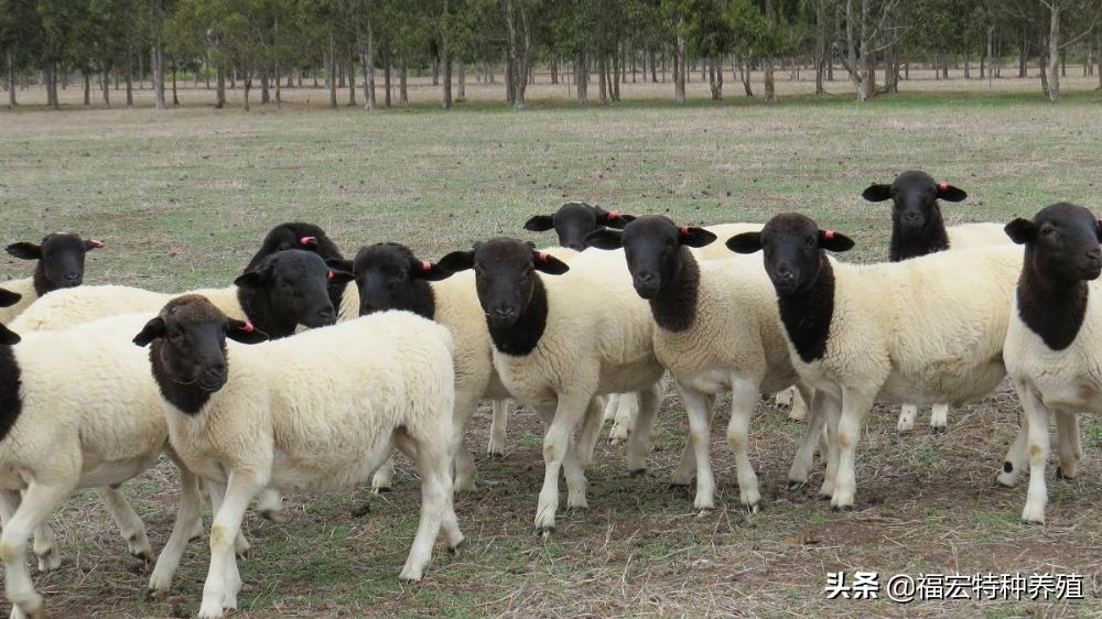 纯种黑头杜泊价格,杜泊黑头纯种公羊