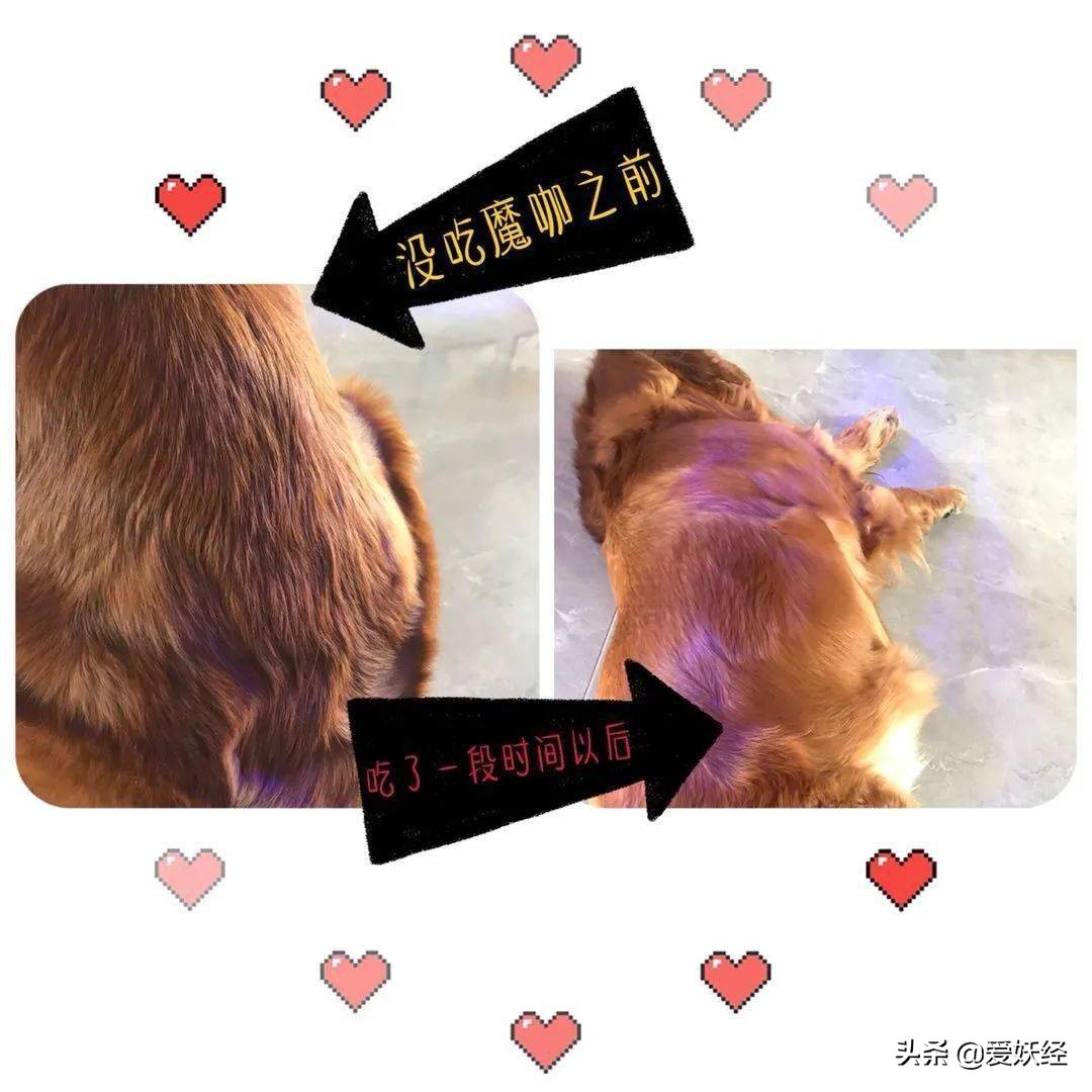 狗狗沉浸式吃冻干大餐和肉,狗狗吃冻干肉大餐