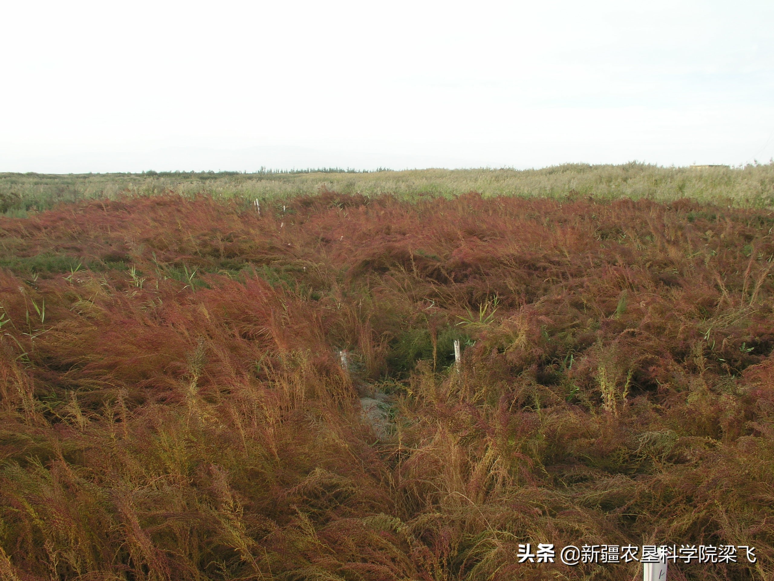 盐碱地碱蓬用海水灌溉吗,盐碱地种植碱蓬有收益吗