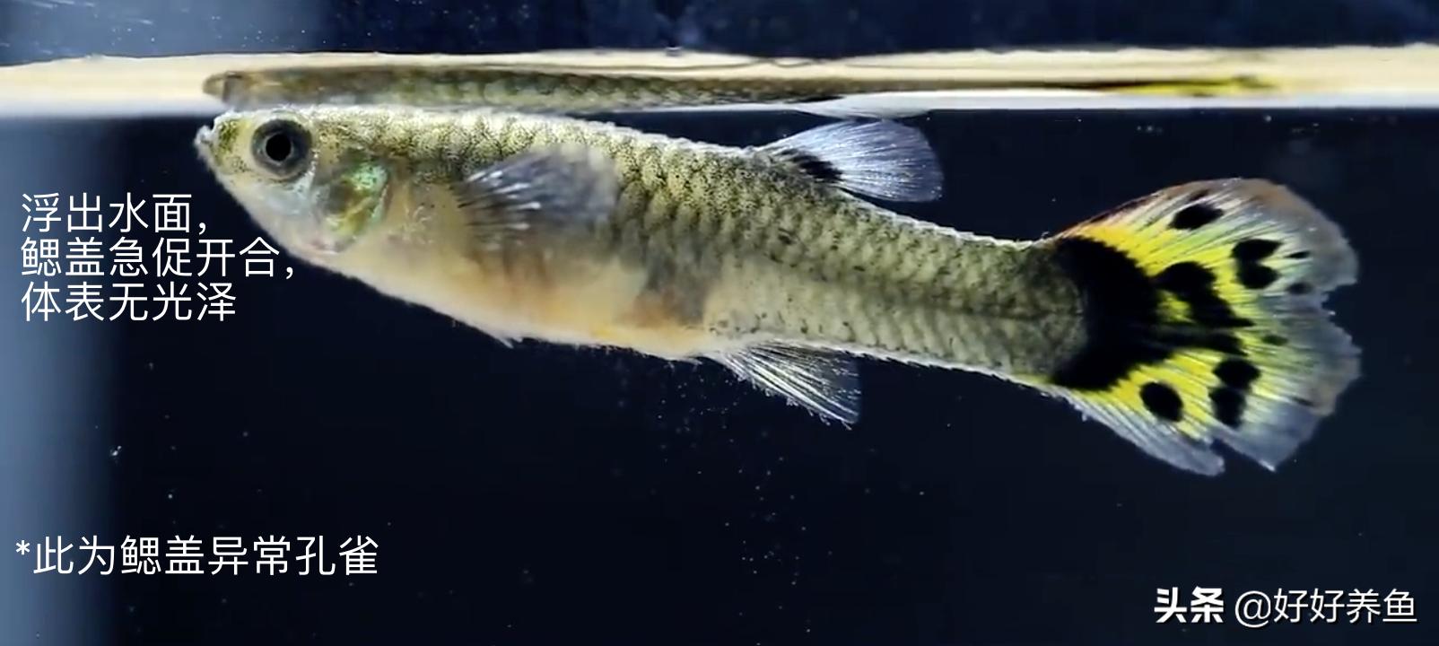 如何治疗鱼病不入坑,怎么治疗鱼病