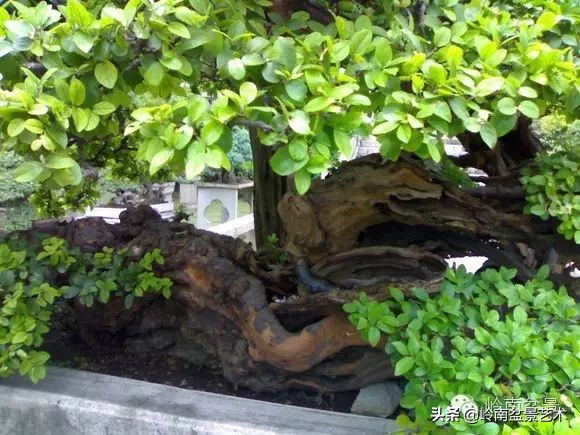 精品雀梅盆景名称,值得收藏的盆景作品欣赏