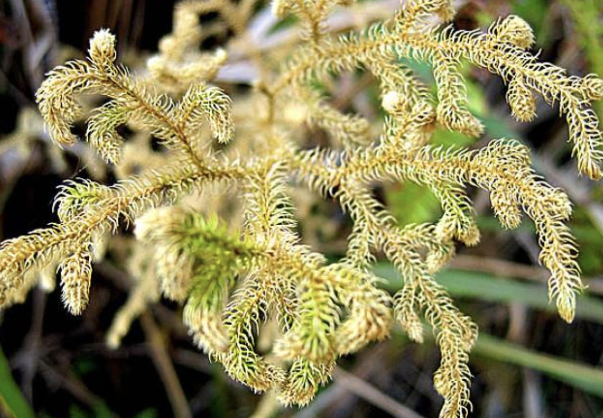 小溪边的1种“杂草”，人称“铺地蜈蚣”，挖1棵少1棵，请珍惜