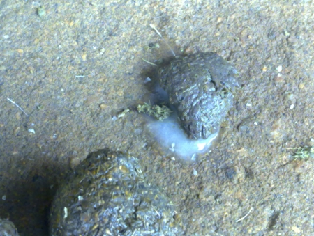 后备母猪排出白色粘液是怎么回事,后备母猪排出淡黄液体