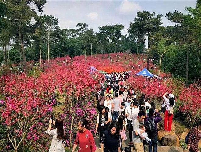 繁花似锦，似烟如霞，“中国蜜桃之乡”连平，花期还在，等你等你