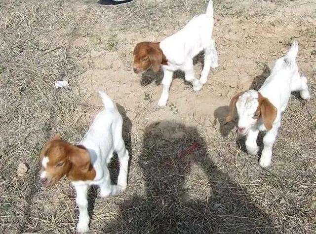 山羊怎么辨别公母,山羊怀孕鉴别大全