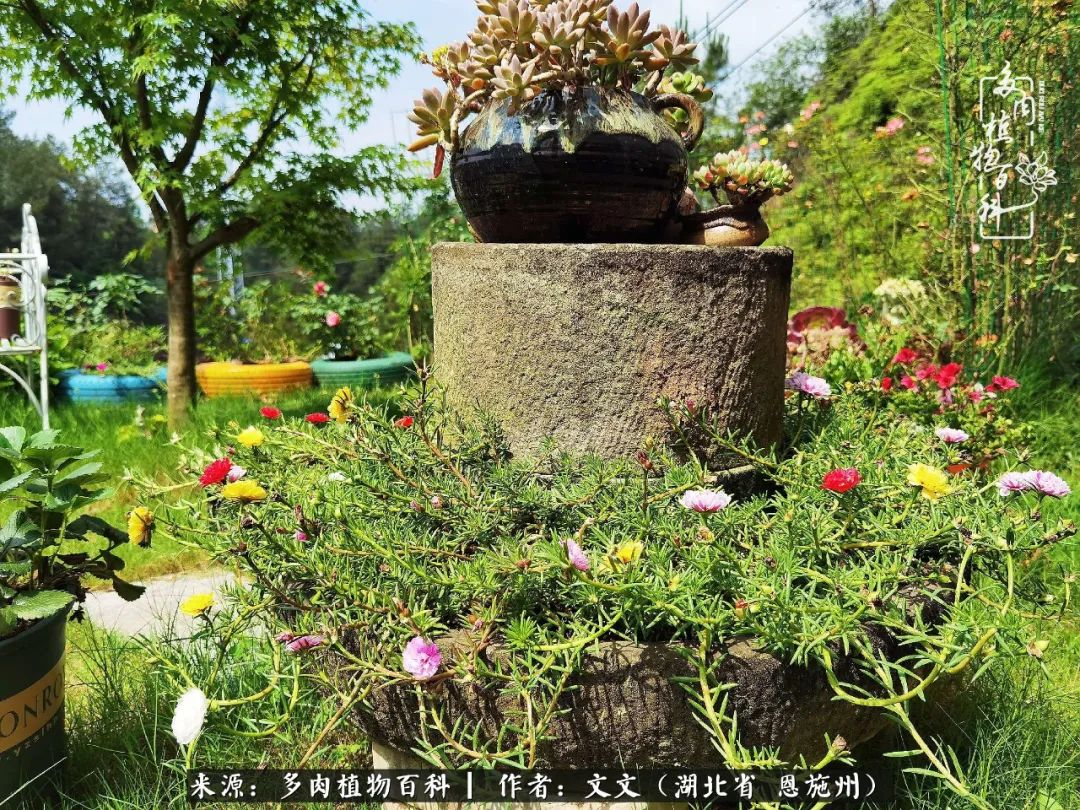 夏季多肉花园图片,初夏多肉花园