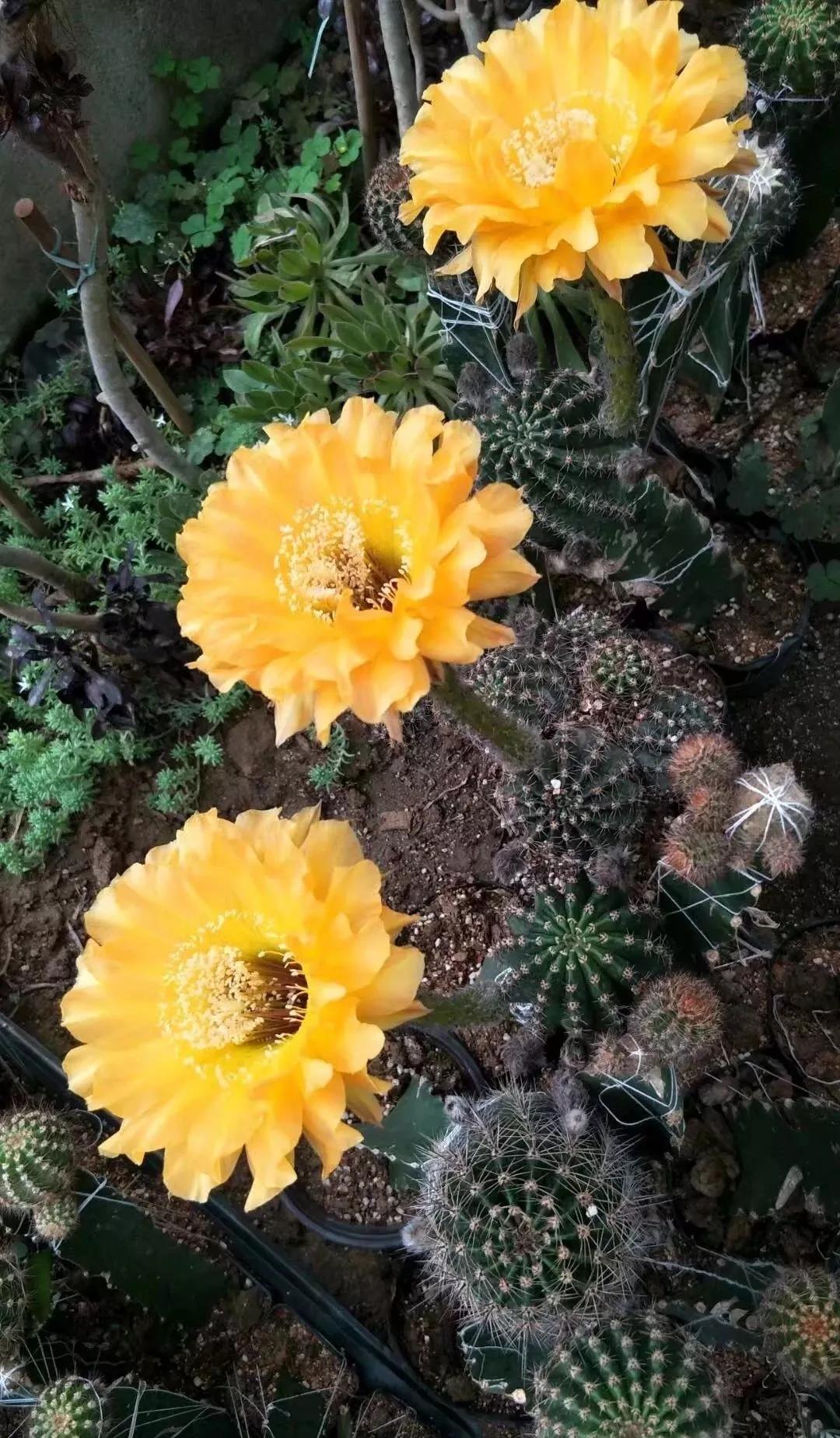 100种仙人球开花图鉴，平时丑丑的它们，开起花来，惊艳