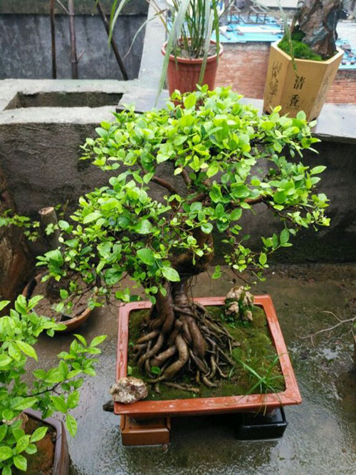 榕树怎么养才能养的叶片绿油油的,榕树盆栽怎么养才能更旺盛