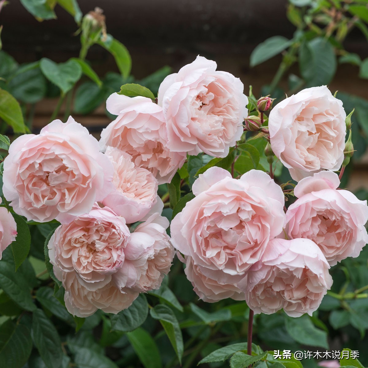 月季常见叶子问题,月季都有什么病怎么治