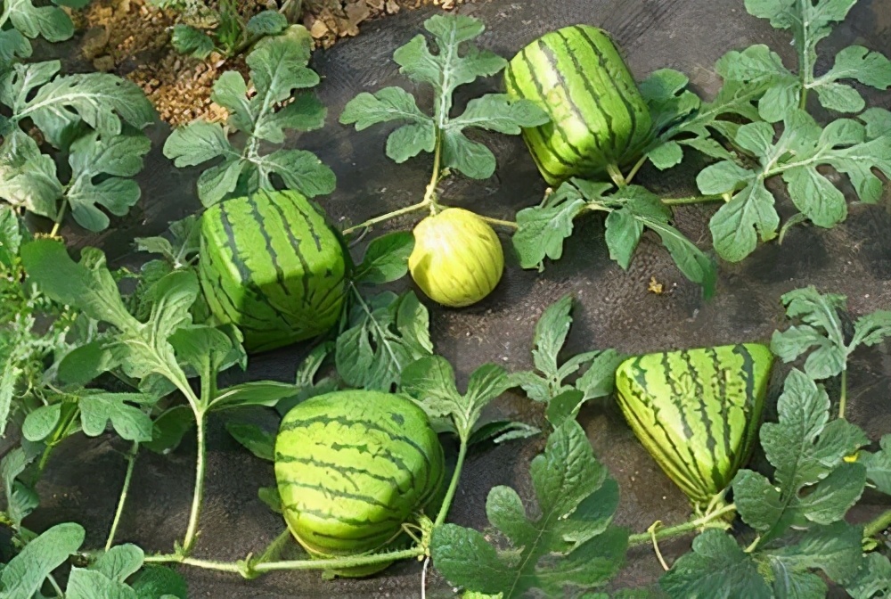 宁夏农民石头地上种植西瓜的原因,宁夏石头缝里种西瓜