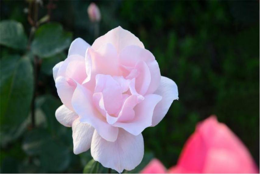 芍药花适合室内养殖吗北方,如此艳丽的芍药花你会养吗