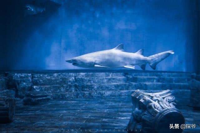 重庆某海洋公园半夜现神秘“驴叫”竟然是企鹅在叫