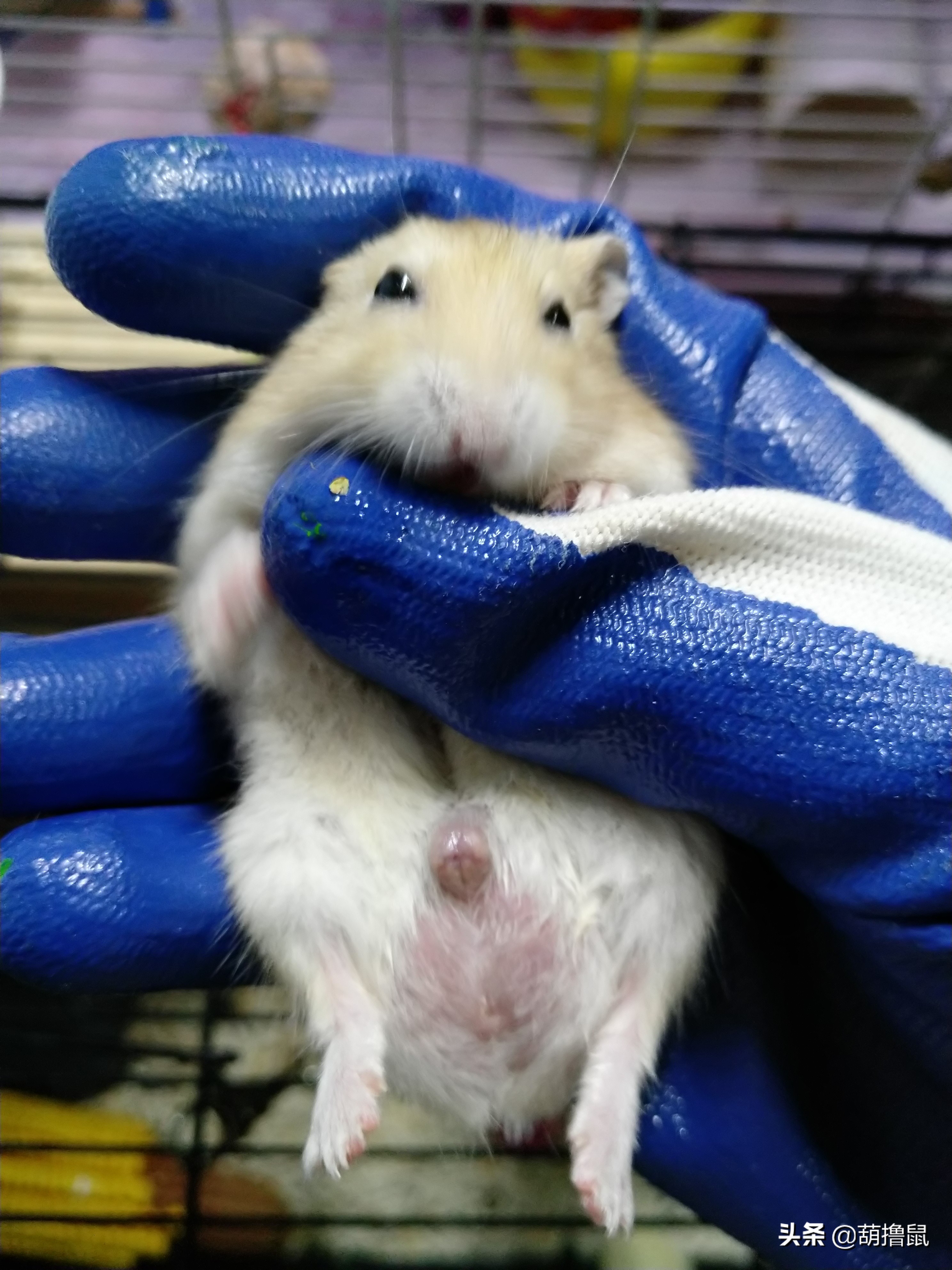 仓鼠怀孕后的注意事项,仓鼠生育注意什么事项图片