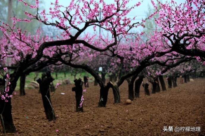 西安王莽乡桃花基地,西安王莽万亩桃花园