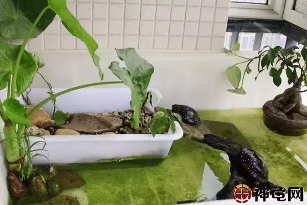 养龟药品,养龟必备10种药箱