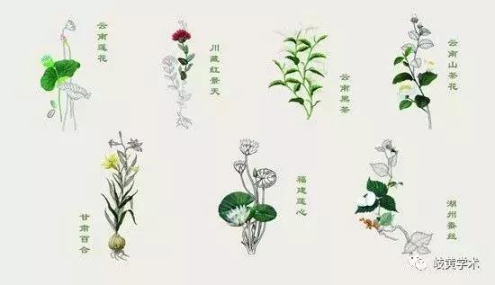 中国地道药材产地,中国的药材之乡排名