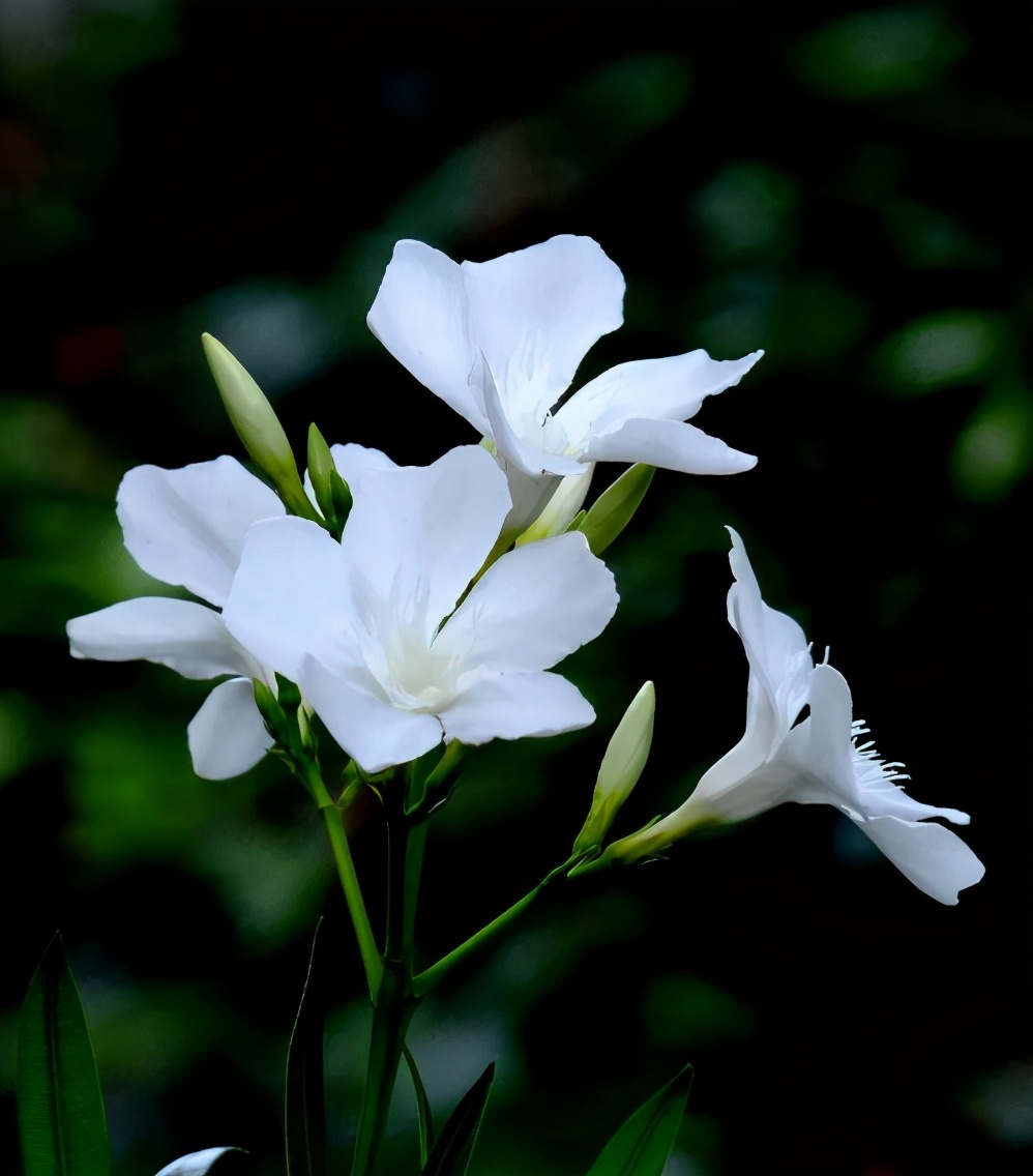 赞美夹竹桃花诗句名句,有关夹竹桃的诗句