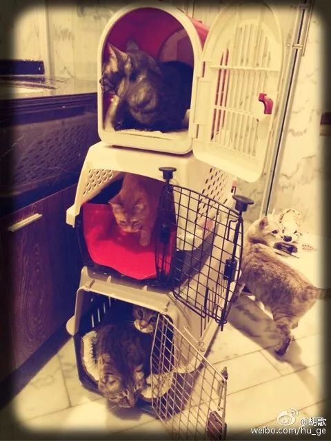 胡歌彭于晏和我,胡歌我和我的父辈