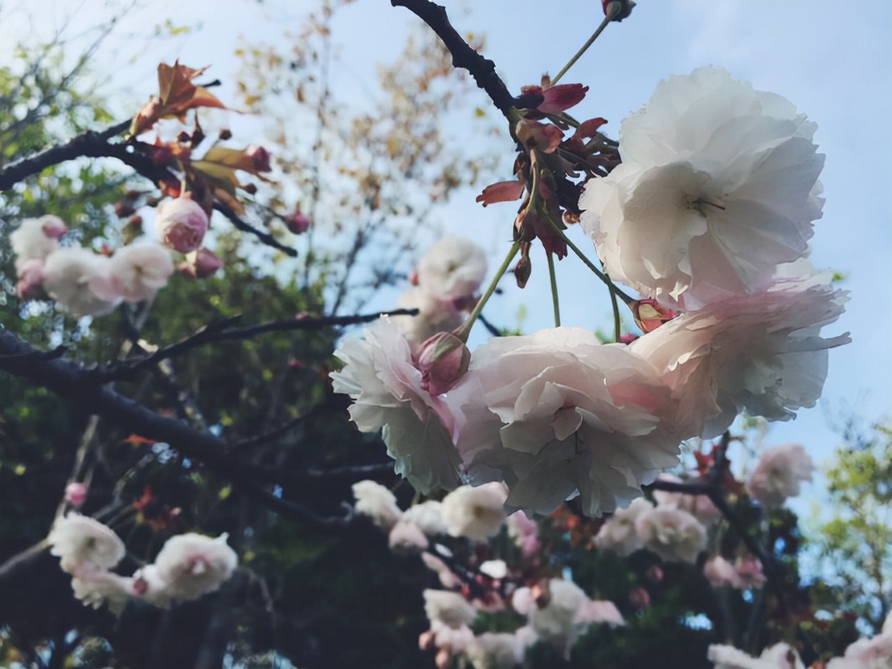 小姐对联招亲,白头翁连过十关,成功抱得美人归