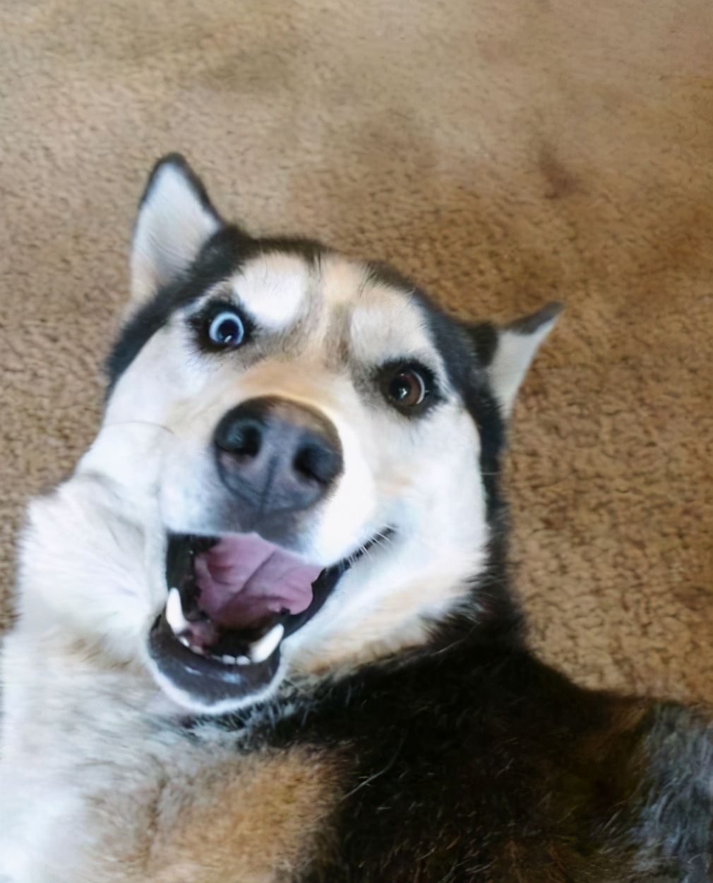 推荐6种狗狗,六种最常见的狗狗图片