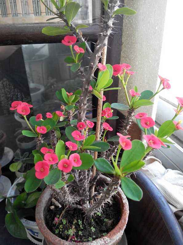 2种花，它俩是毒花，扔掉为宜