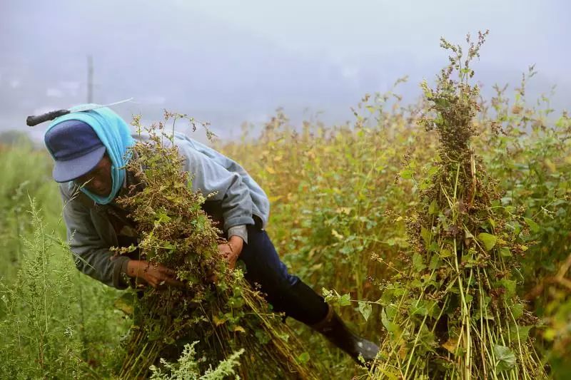 大凉山特产苦荞香茶,大凉山高山黑苦荞茶