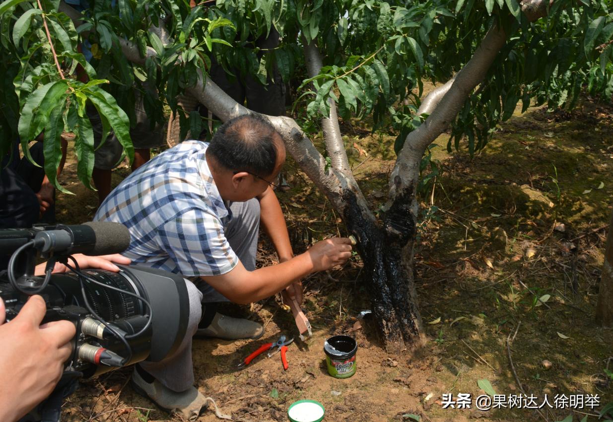 桃树流胶病最有效的防治方法,丁香菊酯能防治桃树流胶病吗