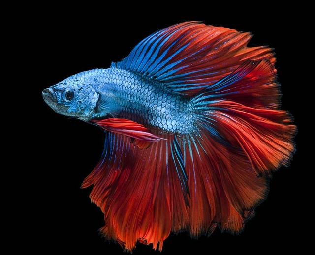 观赏鱼在生病期间需要换水吗,观赏鱼生病给鱼缸放青霉素可以吗