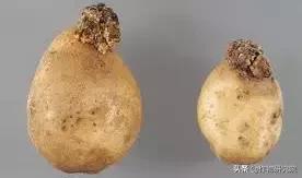 马铃薯病害知识与防治书籍,马铃薯黑胫病病害及防治方法