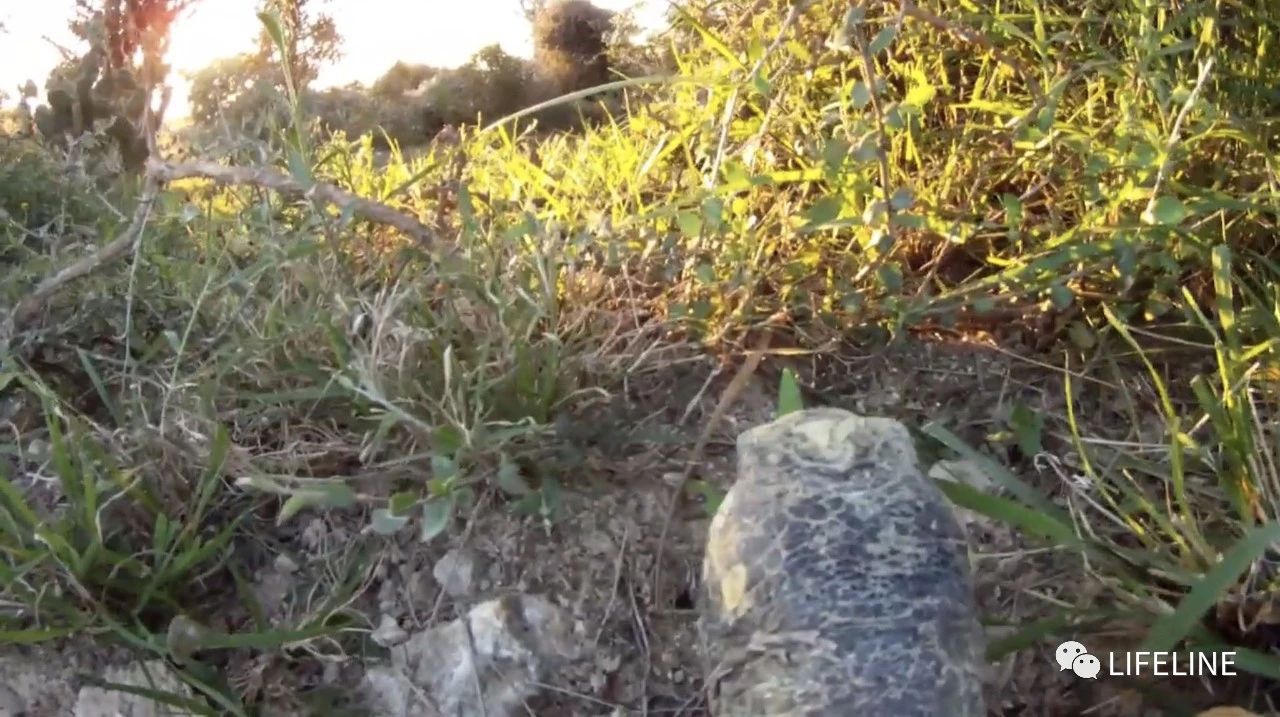 龟中“考拉”，请别让我们的孩子在博物馆见到它们...