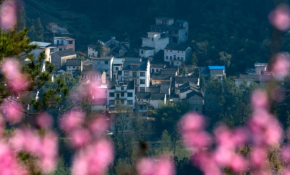 歙县观赏油菜花经典路线,歙县自驾游婺源看油菜花车停哪里