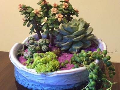 麦穗多肉盆栽养殖方法,多肉绿宝石盆栽的养殖方法