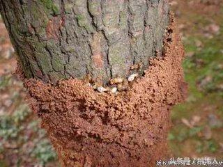 白蚁防治院,白蚁的防治价格