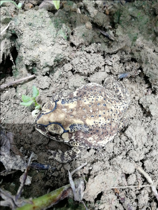 蜜蜂怕什么怎么驱赶又不伤蜂,怎么预防蜜蜂的天敌