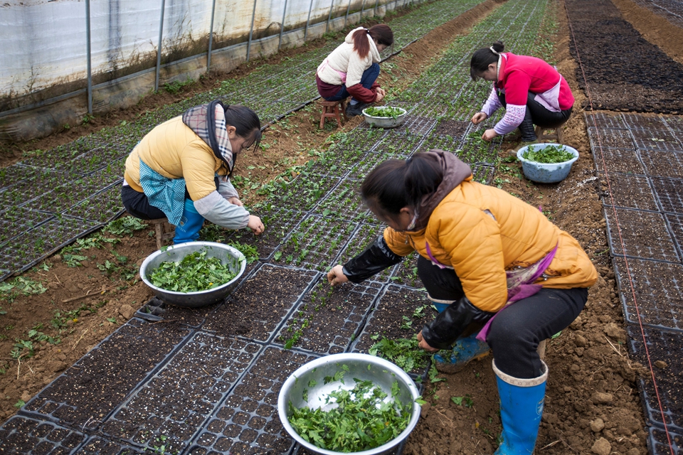我,50岁,山东女人,老公生意失败欠款1000万,我种花帮他还债