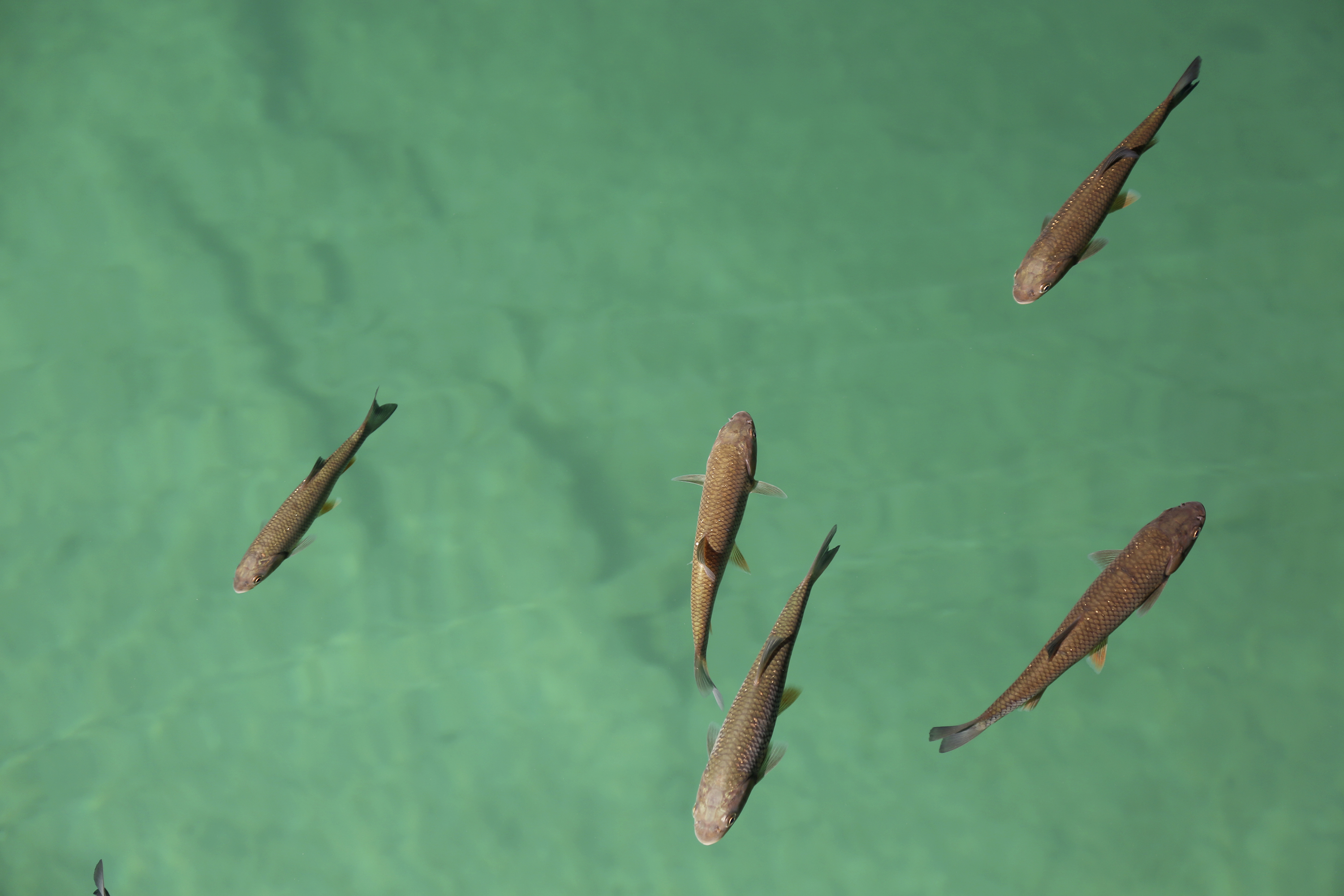 巴尔干七国行摄，回望欧洲*药火**桶上的一瞥惊鸿之五（克罗地亚篇）