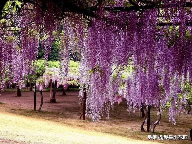 适合阳台种植的爬藤植物都有哪些,家庭阳台种什么爬藤植物比较好