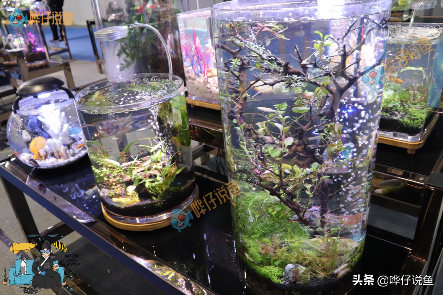 圆形鱼缸适合养什么鱼,圆形鱼缸会不会爆缸