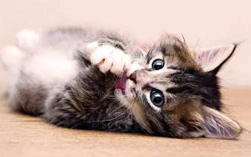 猫咪身上寄生虫怎么处理,猫咪身上的寄生虫怎么处理