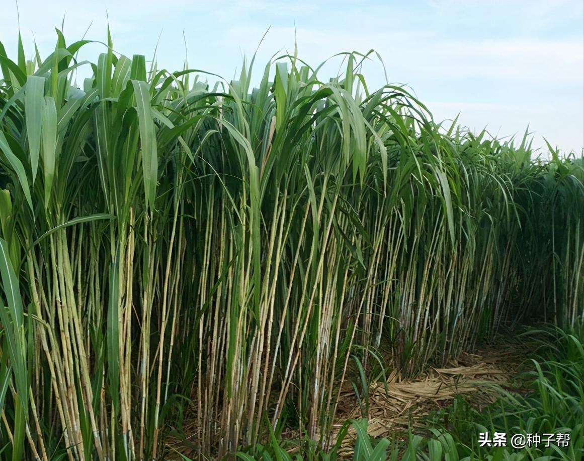 高产牧草养殖技术视频,牧草茎节栽培技术